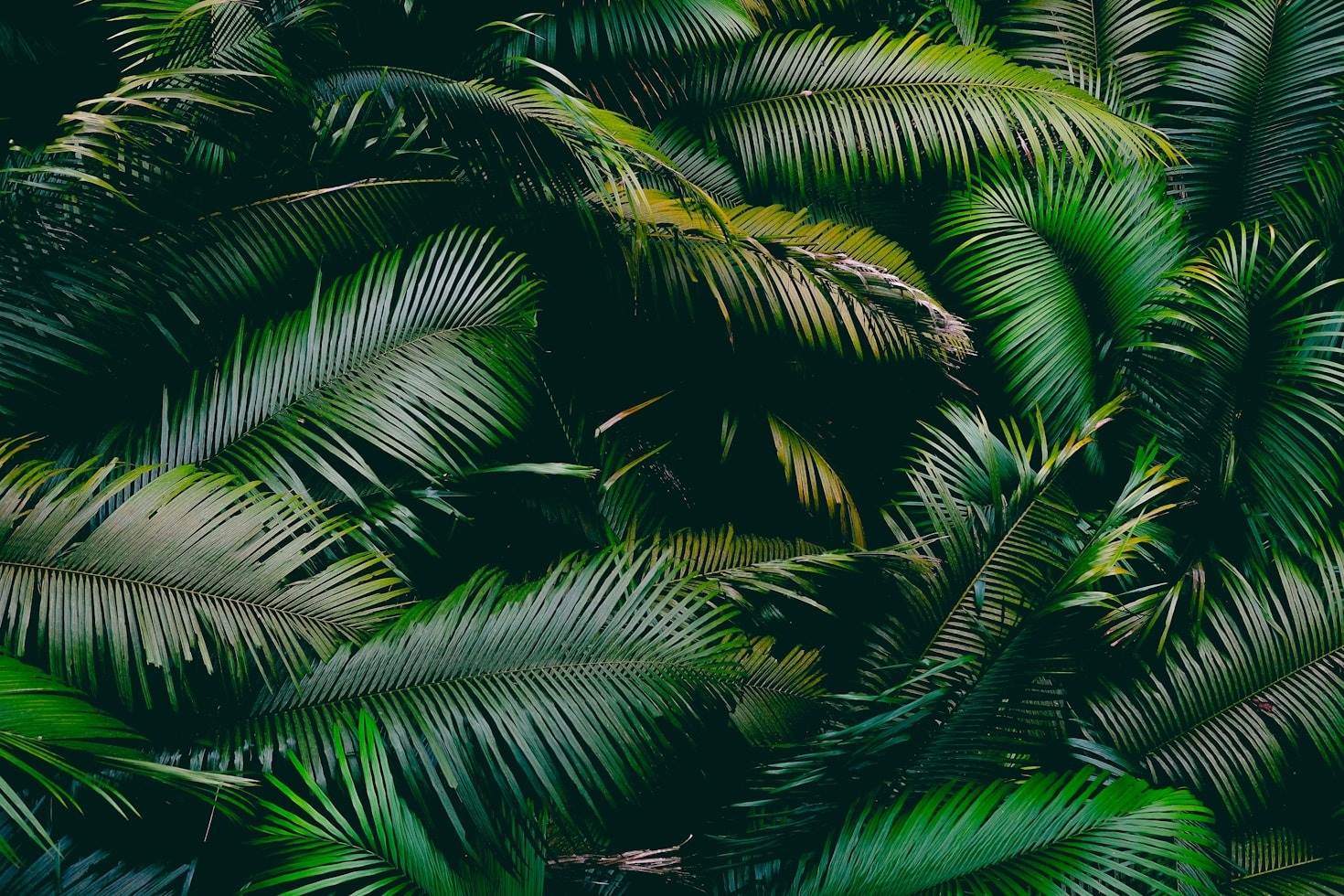 The Appeal of Jungle-Themed Casino Rankings
