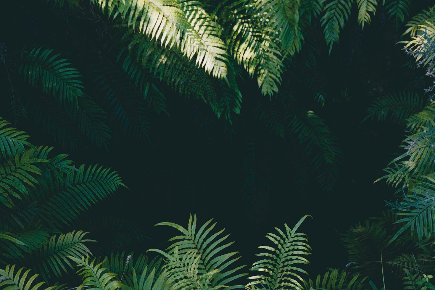 Exploring Tropical Aesthetics in Online Platforms